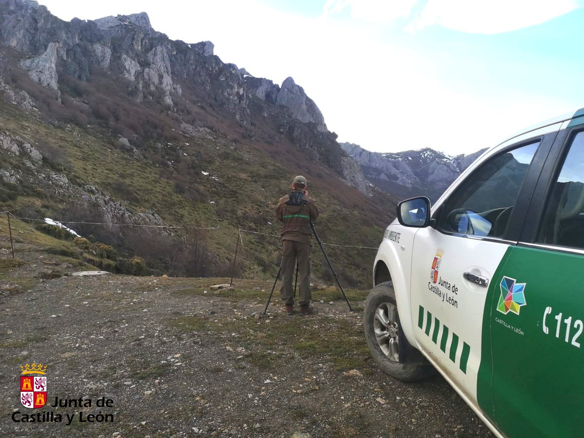 naturalezacyl's tweet image. 📸 En la comarca leonesa de #Villablino, Laciana, #AAMM realizan el censo de #halcón

En febrero los halcones empiezan a surcar el celo 👉 En Babia y Luna se hace un seguimiento de las poblaciones en áreas control donde al menos cada tres años se censan todas las parejas