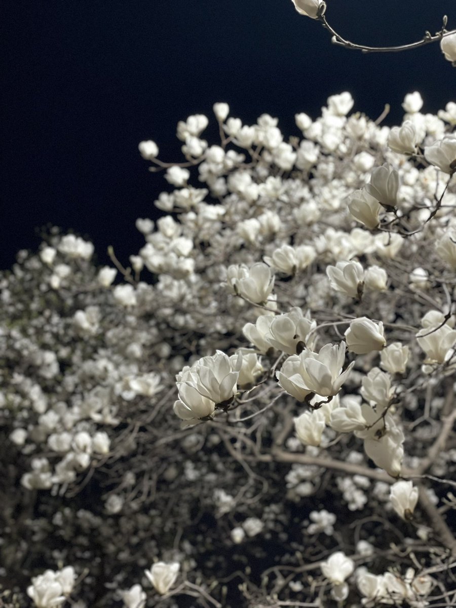 밤목련은 흑백사진 같아