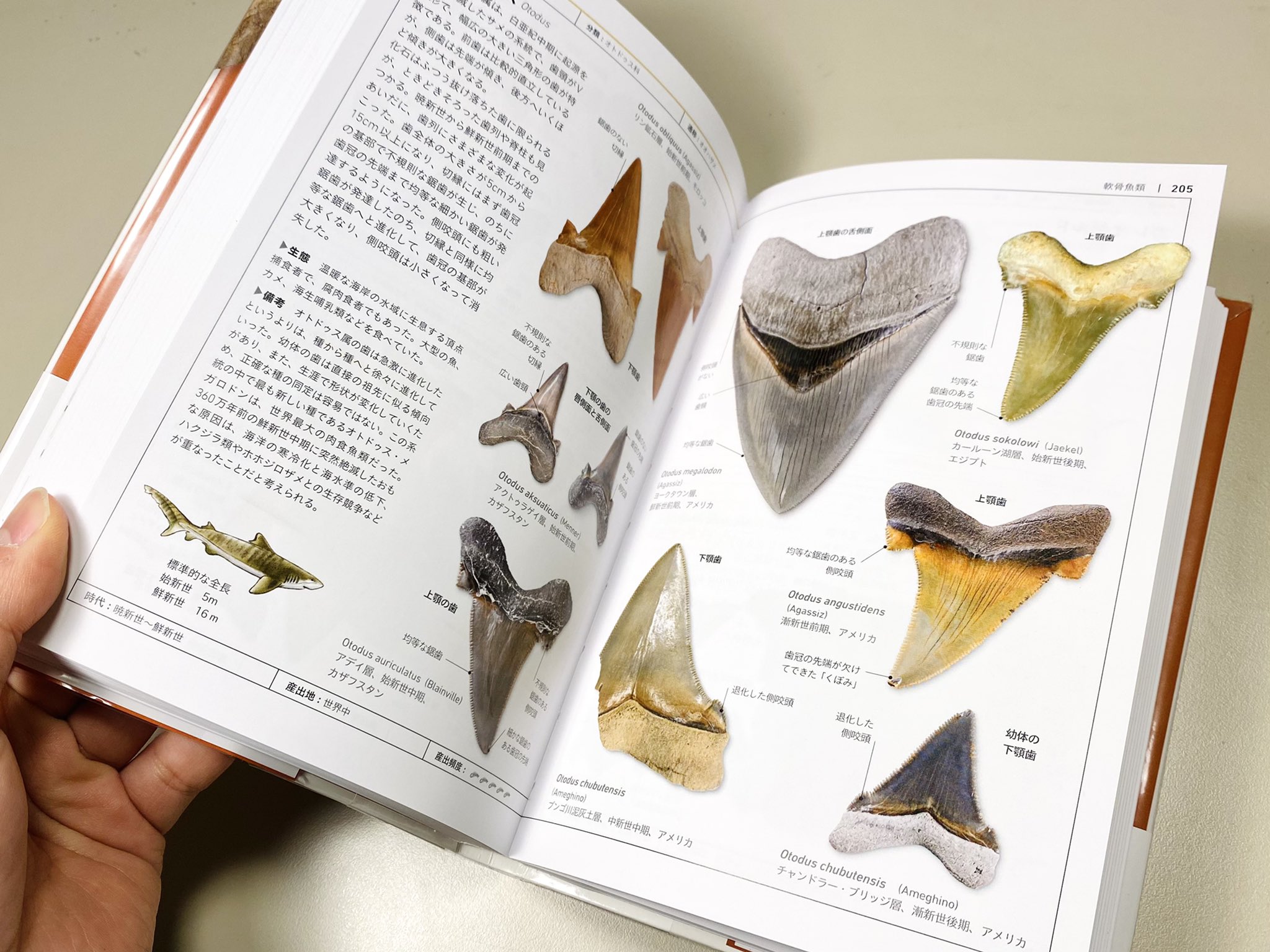 【中古本】生物物理学ハンドブック 生物物理学ハンドブック ｜朝倉書店