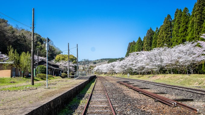 『#人吉球磨の桜の名所』#大畑駅撮影日時：令和5年3月28日場所：熊本県人吉市大野町#夏目友人帳 の #聖地 も満開です