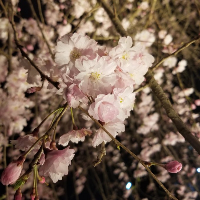 夜桜四重奏 