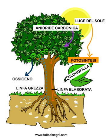 VaniaSparacino's tweet photo. Vi ricordate la fotosintesi clorofilliana?
Come eravamo #green! Per salvare il pianeta bastava piantare più alberi, pulire il mare d'inverno, battagliare contro i cotton fioc, insomma, bastava #FareVerde. https://t.co/3sBNL0Tfjv