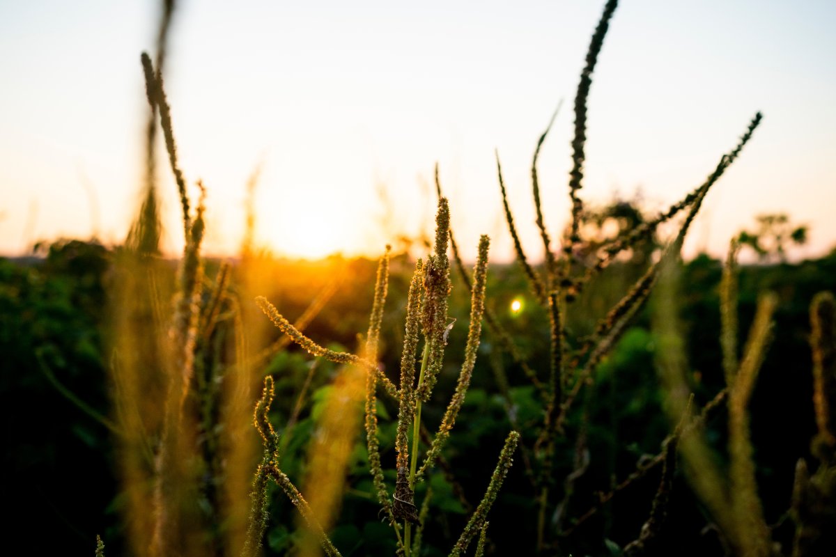 It's #WeedAppreciationDay! The weed science program at <a href="/TAMU/">Texas A&M University</a> focuses on weed ecology and management. Without weed control, estimates show that weeds could lower corn yields by 52% and soybeans by 49.5%. <a href="/tamusoilcrop/">TAMU Department of Soil and Crop Sciences</a> 

📰: tx.ag/WhatIsWeedScie…