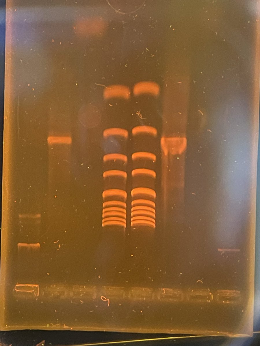 NWC STEM tweet media