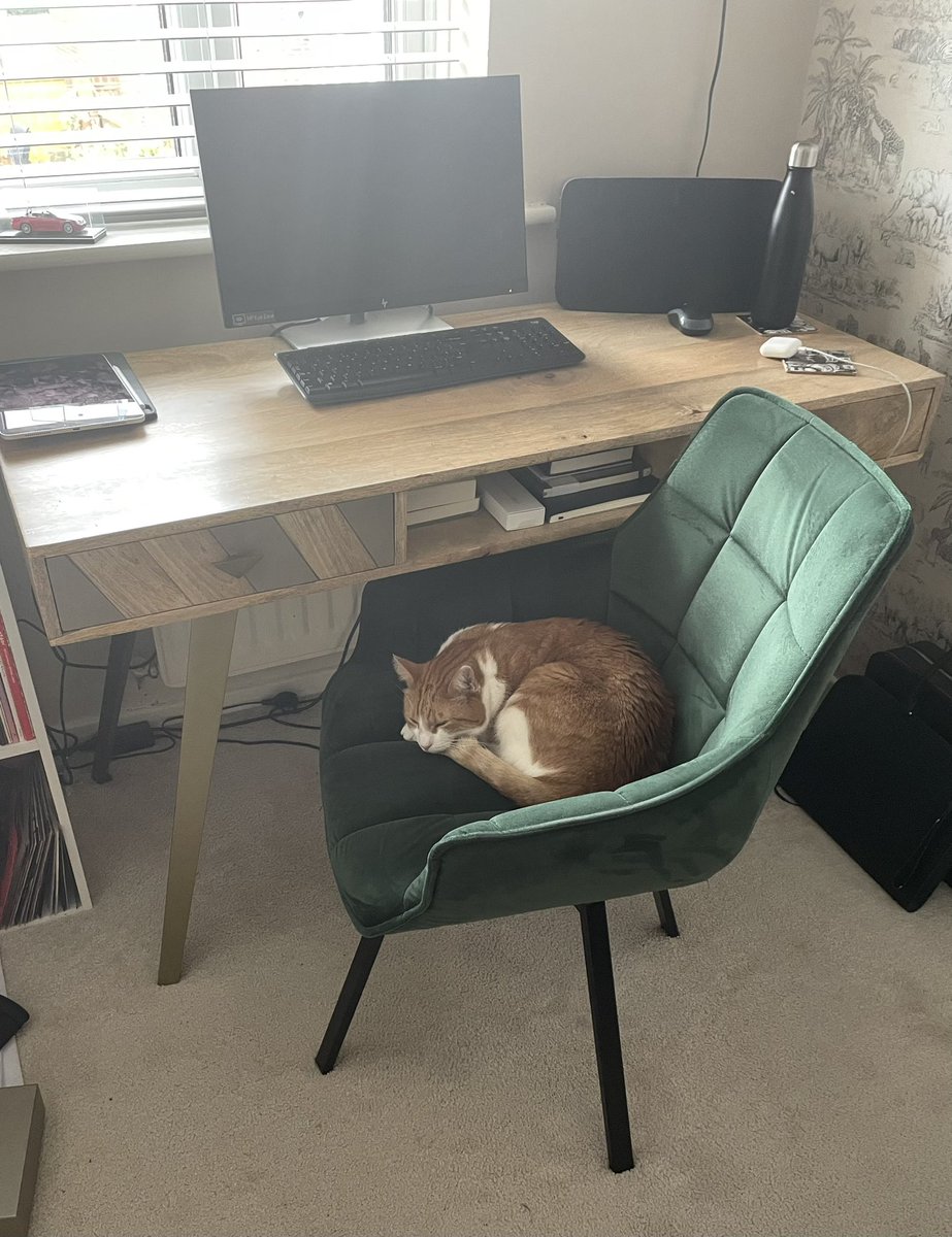 Cavill65's tweet photo. What’s the policy when you find your assistant sleeping on the job, I was going to fire him but thought I’d ‘paws’ for thought first…😉 https://t.co/C1zvdUh17x