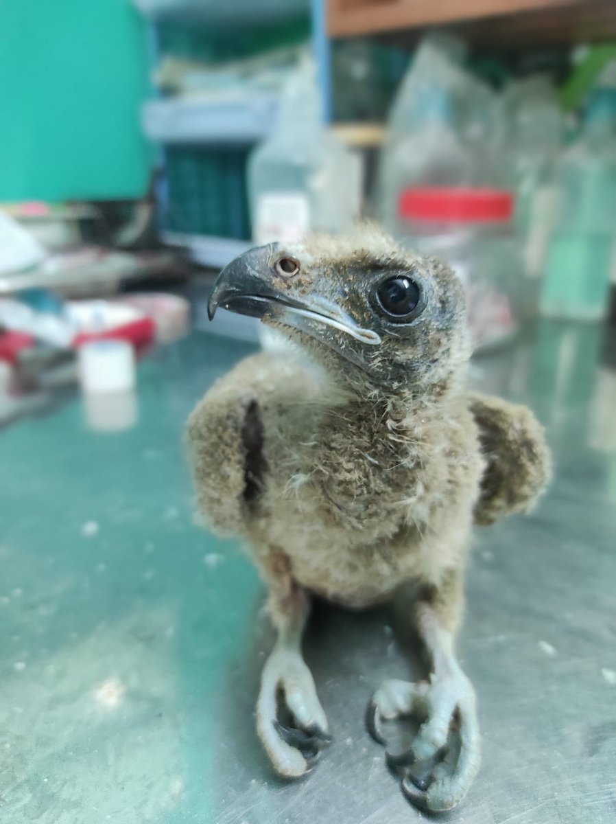 Another #baby black kite that just entered our rescue. Likely fell out of their nest 🪺 #WildlifeRescue #Wildlife #BabyBird #BirdsOfPrey #AllThatBreathes #birdrescue