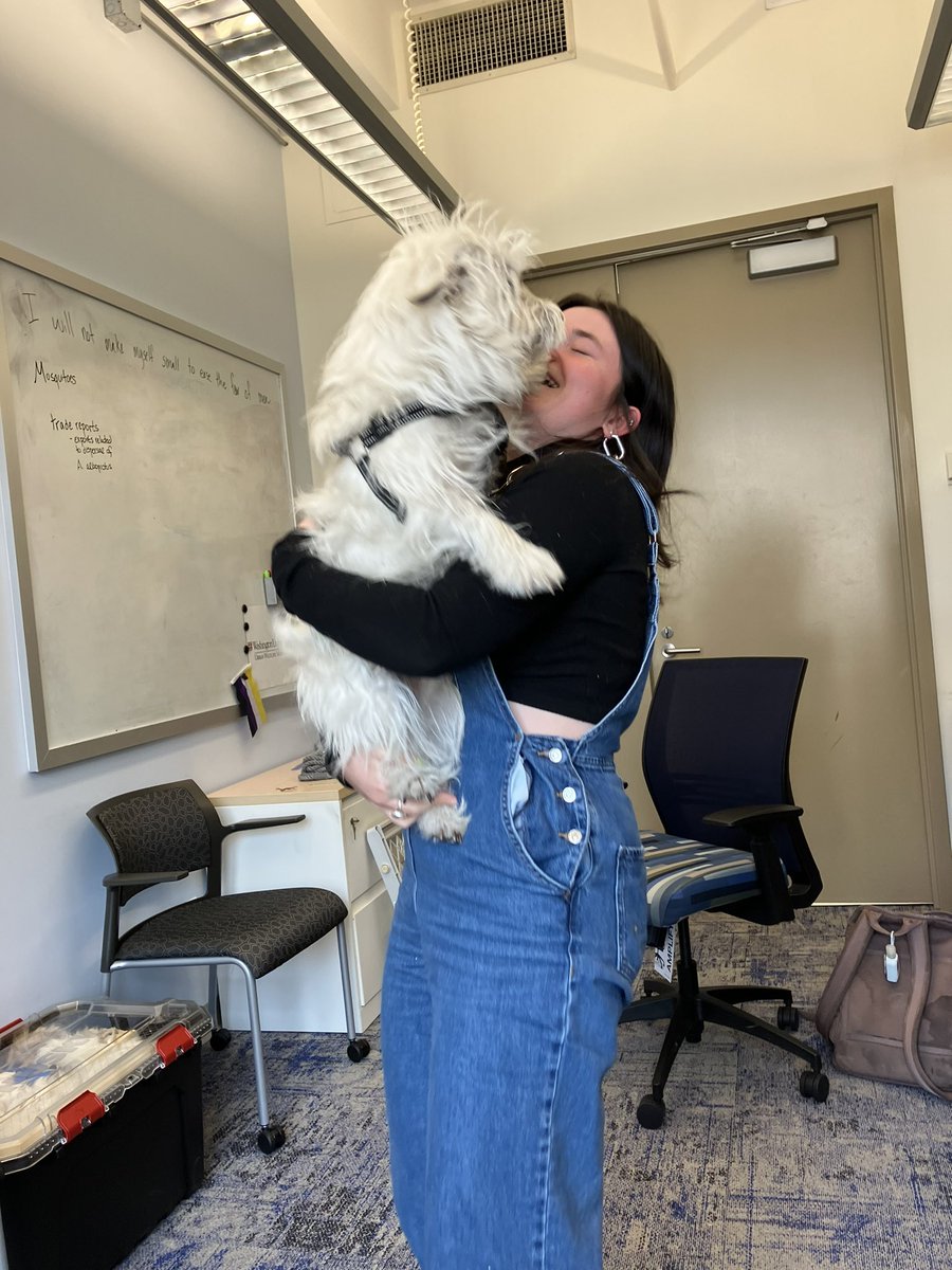 My first student, Daisy, submitted her undergrad thesis @WUSTLBio! I am so proud of her for designing & conducting this research on pigeons during her study abroad in Madrid! Photos: submitting, immediately after submitting, & celebrating with Finn.
