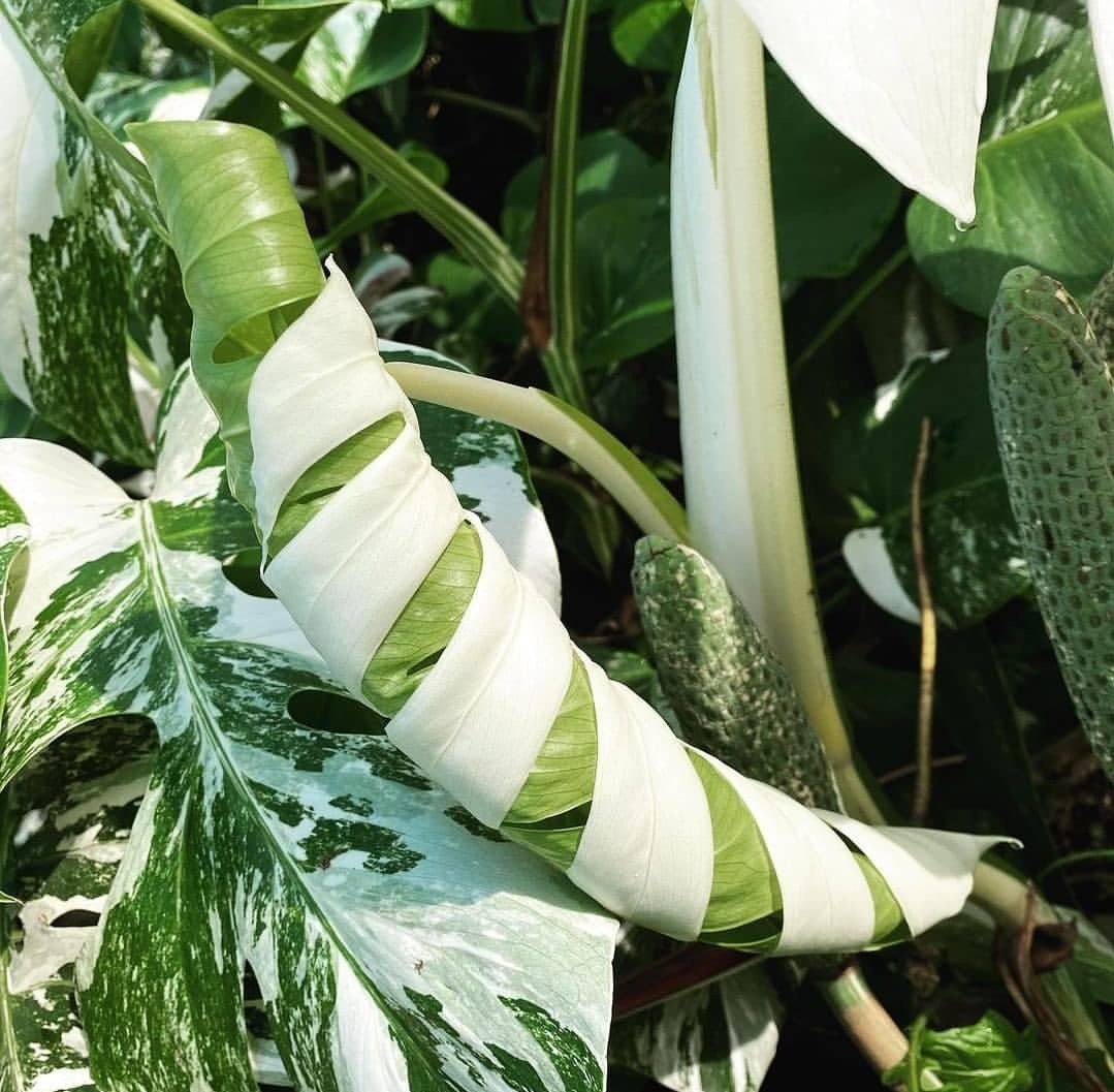 HobbyistPlant's tweet photo. A variegated Monstera unfurling 🌿 https://t.co/Bs0s6qmtwZ