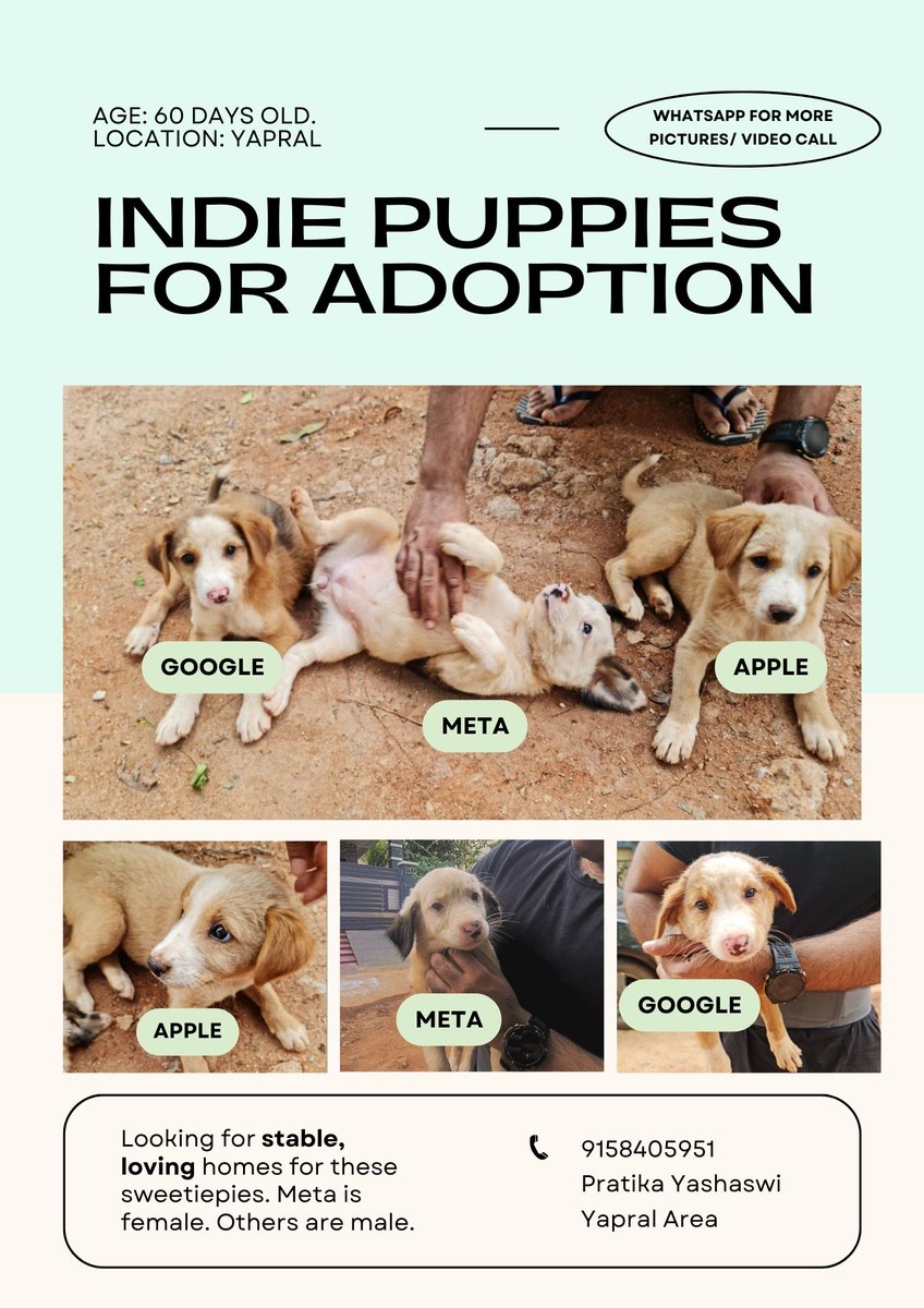 discopaapa's tweet photo. Three adorable, well-loved, well-fed puppies looking for homes in #Hyderabad. Please contact! (Sorry, just tagging all the Hyd accounts I follow (and love). Please share?)
@darthdevi @nuts2406 @dosakayamutton @bluecrosshyd @alltime_amit https://t.co/jwfwoEktnr