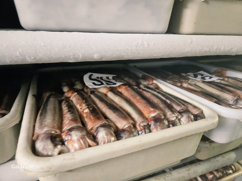 JGradmont's tweet photo. 🦑 ¿Conoces los beneficios de comer calamar? Uno de los recursos más abundantes en el mar🇦🇷, este molusco cefalópodo aporta gran cantidad de proteínas, minerales y vitaminas.
➡️ El calamar es bajo en calorías y grasas, por lo que es ideal para dietas❗️
#trabajo🇦🇷 #pesca #fishing https://t.co/No81IRRJir