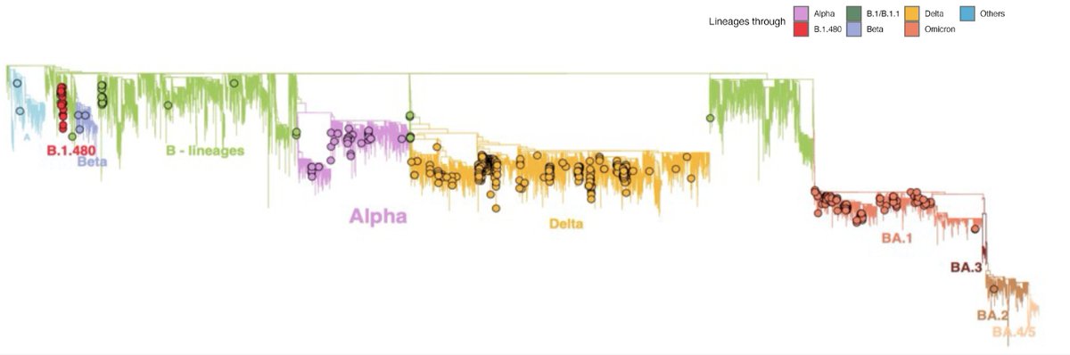 Tulio de Oliveira tweet media