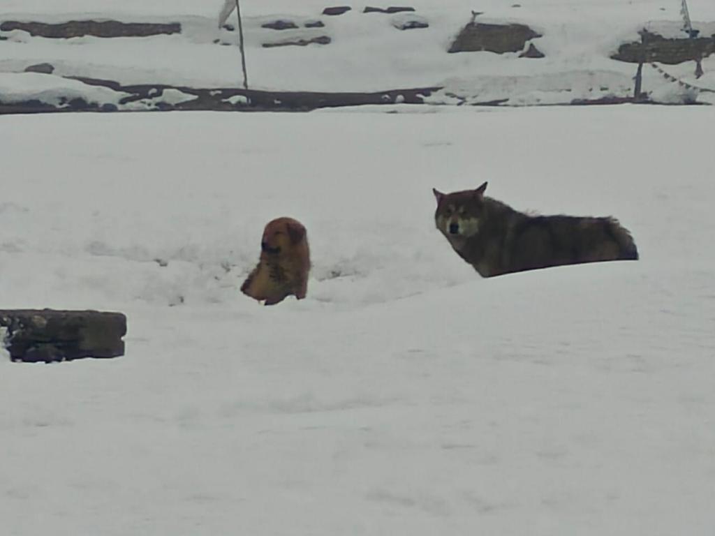 Lobzang2020's tweet image. Wolfdog (Canis lupus) is a threat to the people of Zangskar and their livelihood.

It is my humble Request to #UTLadakh and #wildlife Department must capture this Wolfdog on time.
@lg_ladakh 
@DIPR_Kargil 
@DIPR_Leh 
@World_Wildlife