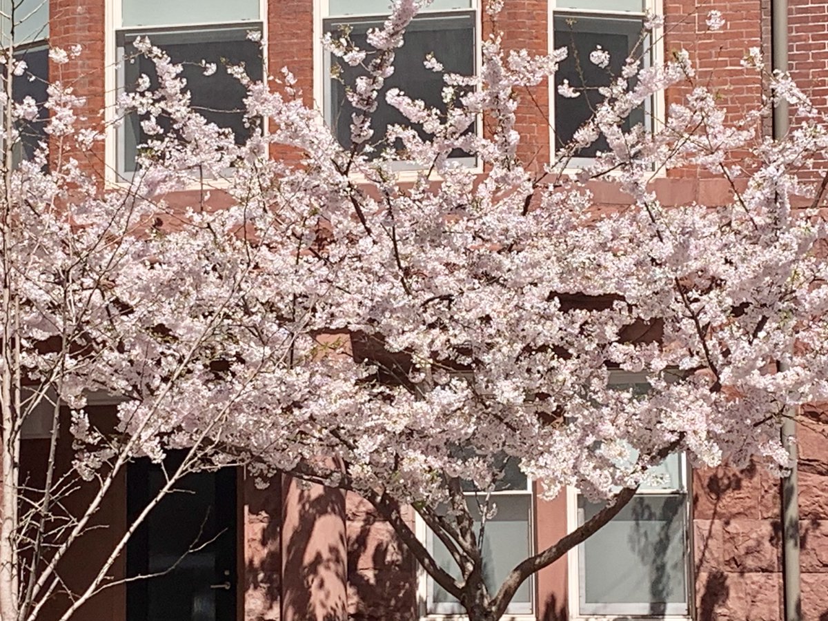 Spring in Washington DC.