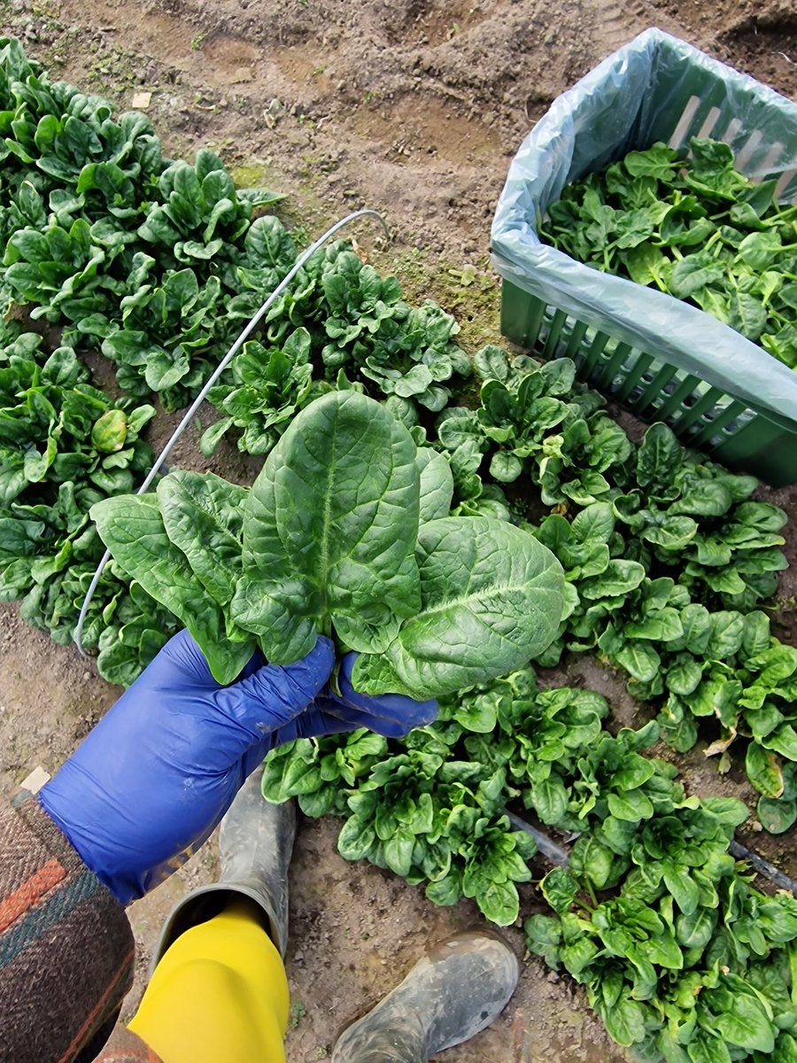 Absolūts ēd tweet media