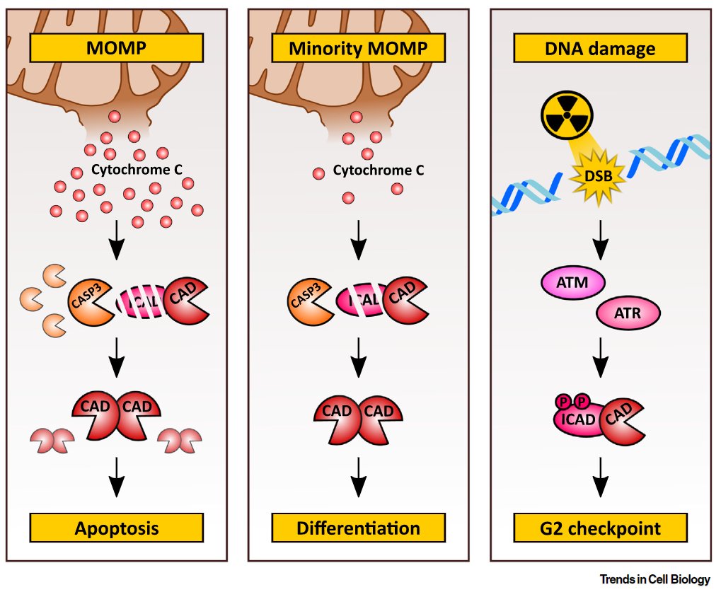 Jan_Benada's tweet photo. Happy to share our review summarizing the latest knowledge on the role of "Self-inflicted DNA breaks in cell differentiation and cancer". https://t.co/okQdEiD5mR #DNAdamage #nucleases #cancer #differentiation https://t.co/gzttPoREkF