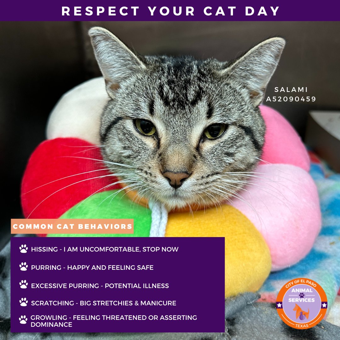 ElPasoAnimalSvc's tweet photo. Happy Respect Your Cat Day! 🎉🐱 Today, we celebrate our feline friends and the special bond we share with them. 

Click the link to learn more ➡️ https://t.co/tAXdByxZwk 📝 And SHARE this post to raise awareness about kitties in need and how to better communicate with them. 🐾💕 https://t.co/J7pLPPQefU