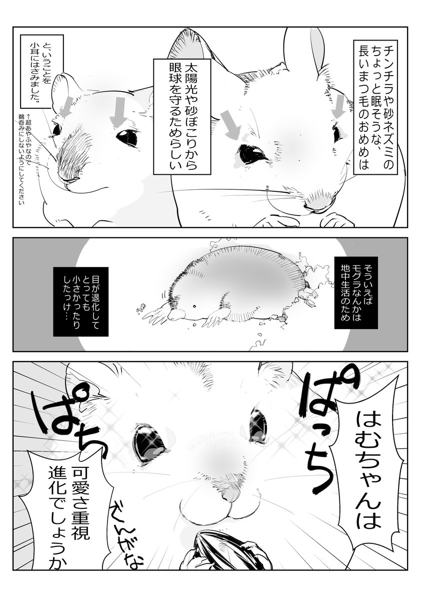 チンチラさんや砂ネズミさんはハムちゃんより視力がいいのかな?
#ハムスター漫画 