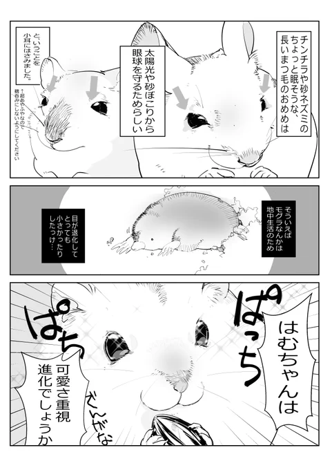 チンチラさんや砂ネズミさんはハムちゃんより視力がいいのかな?
#ハムスター漫画 