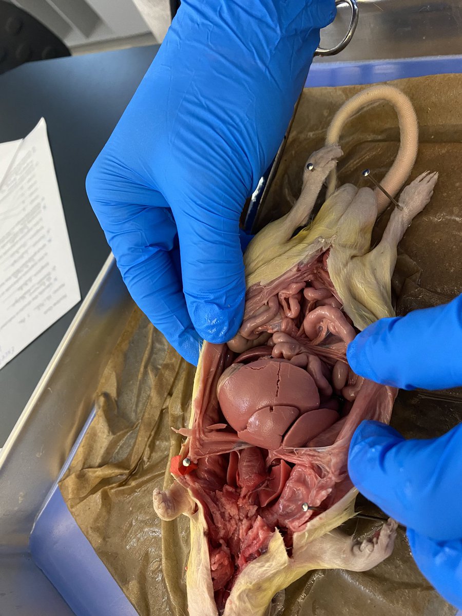 Rat dissection lab @UTSBiology