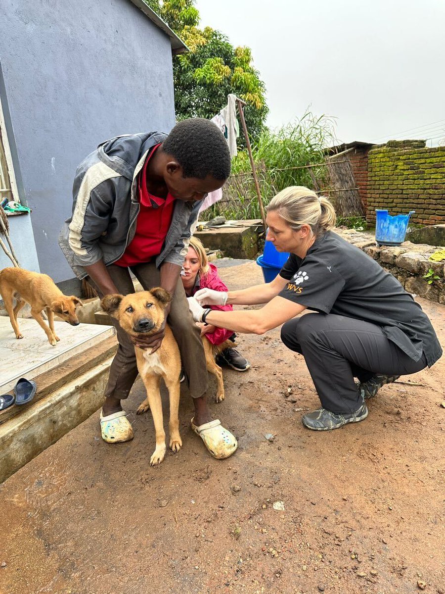 Worldwide Veterinary Service (WVS) tweet media
