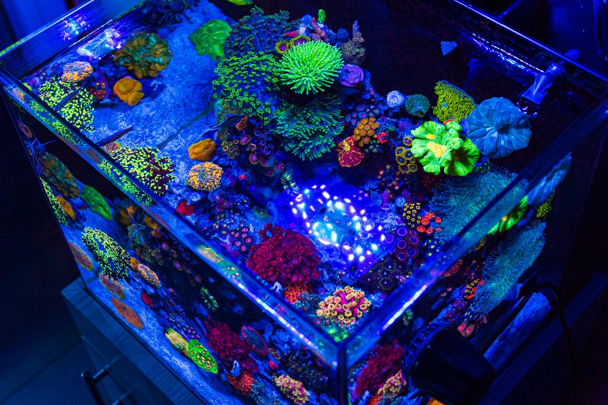 World Wide Corals tweet media