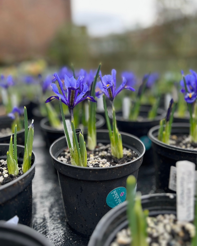 Irises are long lasting & easy to grow.Harry,Head of Horticulture has grown some of the Irises found in the main Garden to sell within our Plant Nursery so that you can recreate a pocket of Borde Hill at home
#irisplant #irisflowers #plantnursery #bordehillgarden #growingflowers