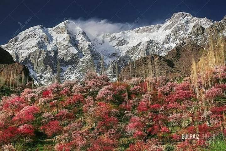 tahirsudozai's tweet photo. آیئے موسم بہار وادئ ہنزہ میں گزاریں....
پھولوں کی کھلتی کونپلیں.... 
خوبصورت چشمے..... برف سے ڈھکے پہاڑ....
آپ کے منتظر ہیں.....
#hunzagilgitbaltistan https://t.co/dCuMuEKCPh