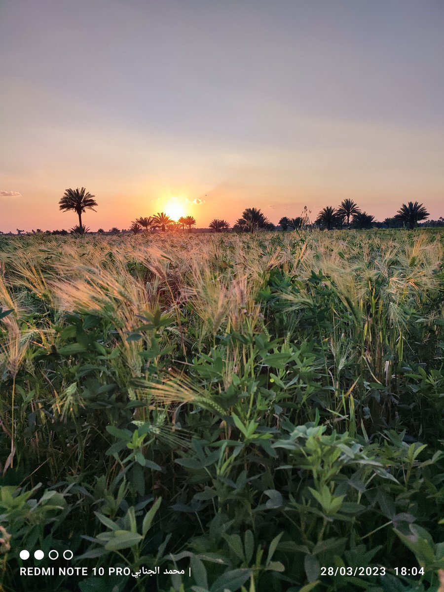 مساء الخير والبركه