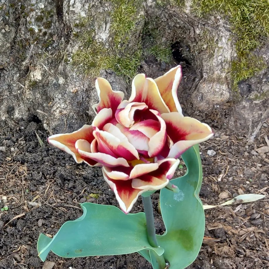 JaneGre31530250's tweet photo. Amazed at temperatures in Central Portugal already. My plants are hanging in there for now 👌🥰🪴🌳
#offgrid #farmlife #gardennewbie https://t.co/eTQOVX7ko0