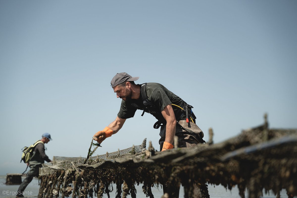 Ergosante's tweet photo. OYSTER FARMING🦪I Thanks to the #HAPO #exoskeleton workers can work under better conditions with greater comfort and safety for their back. This #innovative #solution addresses the challenge of the profession's physical demands. #health #workers #WMSD ⏩https://t.co/CbmJaNFyMb https://t.co/ENzyIHsxqX