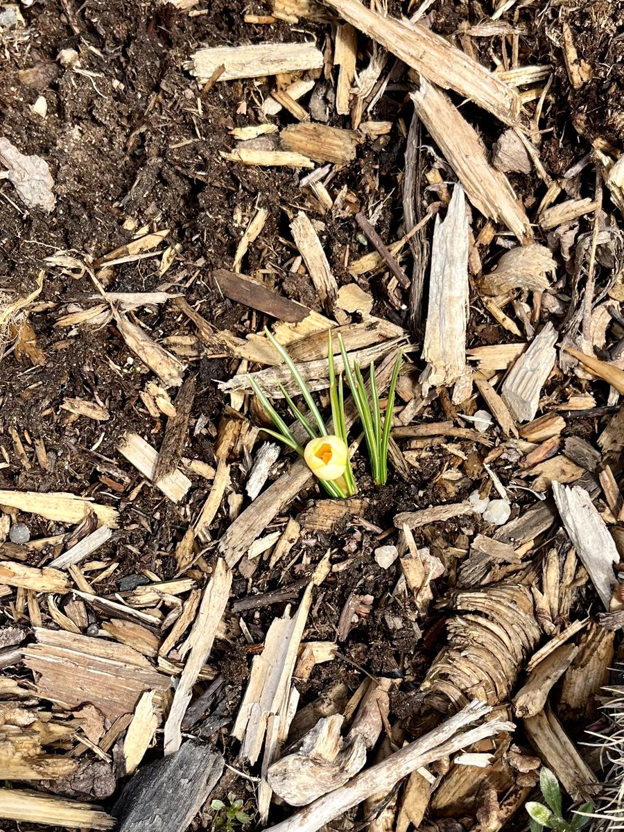 LilVikingGardns's tweet photo. FIRST FLOWER OF SPRING 2023!๐ผ๐ฑโ๏ธ๐
#littlevikinglandscaping #firstflowersofspring #yellowflowers #Flowers #GardeningTwitter #springtime #Spring #spring2023 #springflower #NovaScotia #antigonish #antigonishcounty https://t.co/630d3wGgap