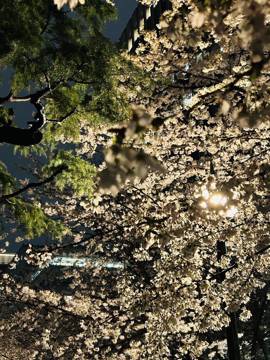 canonical_hours's tweet photo. 雨の日の夜桜 https://t.co/Rhcan8qvSw