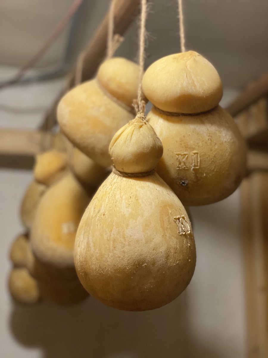 tanzister's tweet photo. Day 5 Cheese School: Aging #VTCheese https://t.co/fo3kRm8LEg