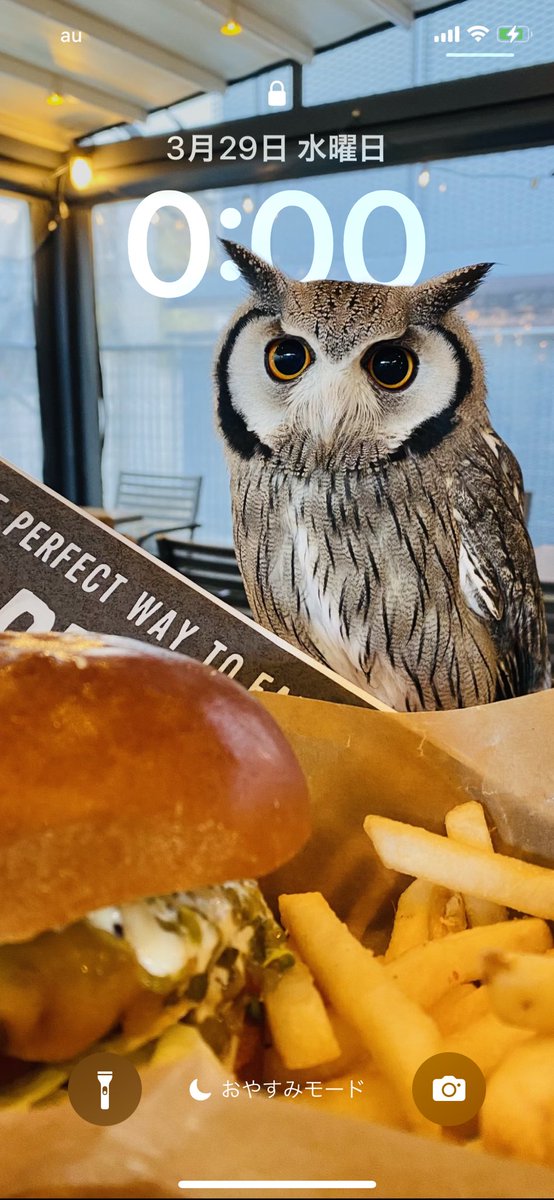 iPhoneの待ち受けを変えようと思ったら、最近の機能はすごいですね！
ちゃんと主役をトリミングして、時計の数字より前面に配置してくれるなんて🦉🔍
フォルダ内の写真の長押しで、突然ミュゲが輝いて浮き上がったときはびっくりしましたが笑
#アフリカオオコノハズク
#フクロウ #owl