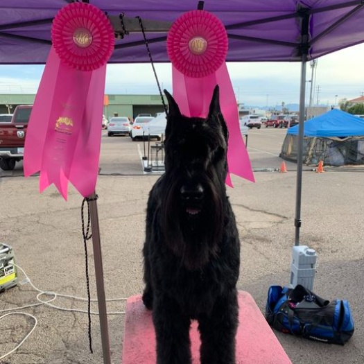 DogShowMentor's tweet image. DSM BRAG!!! Congrats to Julie and Tuko on your back-to-back OHG1s in Phoenix! 

#dogshows #ownerhandler #NOHS #AmericanKennelClub