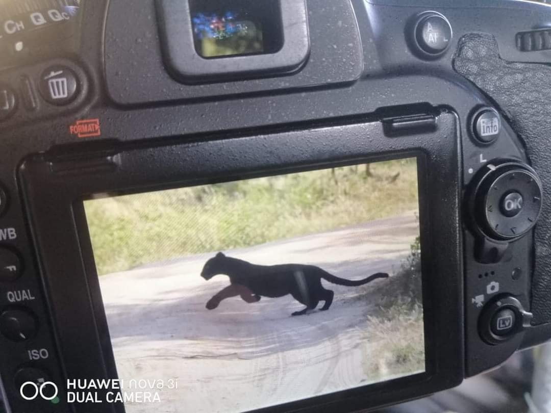 Exciting news for wildlife enthusiasts! A black leopard has been spotted in Yala
.
#blackleopard #yalanationalpark #srilankatourism