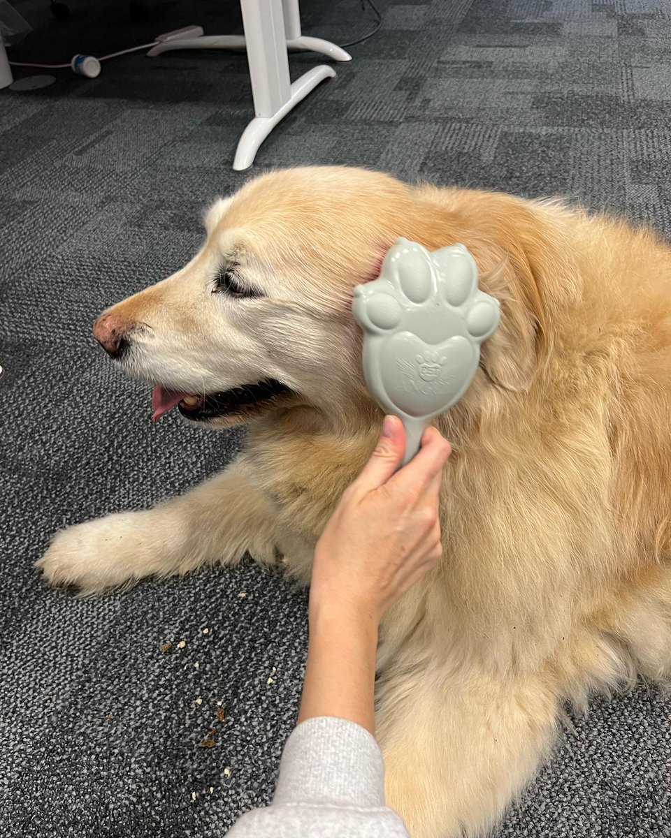 We’ve got the Jefferson seal of approval 🐶 

Our Pet Angel range is designed to give pets the ultimate grooming experience, it really does put a smile on their faces 🙊💛

Shop now:  bit.ly/3ZjU1HX 

#petangel #tangleangel  #doggrooming #sustainability