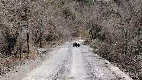 pandas_fr's tweet photo. 🐼 Le 25 mars dernier à 13h38, Zhang Yinzhu (张银珠), un ranger de la réserve naturelle de #Wanglang (comté de #Pingwu), a aperçu un #panda sauvage sur un chemin forestier dans le secteur de Jiefanggou (解放沟).
https://t.co/OQ952yx2nm https://t.co/a6W1sYqKta