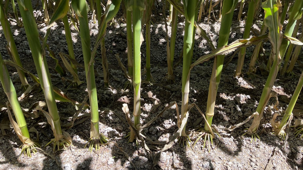 MAÍZ CON GOTEO EN LOTE SALINO🌽

Estas fotos son de aquel lote salino que mostré hace unas semanas, y tiene pinta para rebasar POR MUCHO los 12,000 kg/ha del año pasado

Me sorprende el grosor de los tallos a pesar de la densidad (106,000 s/ha)

📍Culiacán, Sinaloa