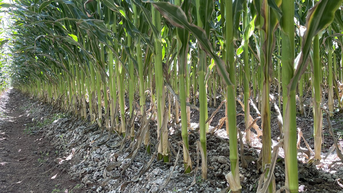nalolugo's tweet photo. MAÍZ CON GOTEO EN LOTE SALINO🌽

Estas fotos son de aquel lote salino que mostré hace unas semanas, y tiene pinta para rebasar POR MUCHO los 12,000 kg/ha del año pasado

Me sorprende el grosor de los tallos a pesar de la densidad (106,000 s/ha)

📍Culiacán, Sinaloa https://t.co/Rf4tVacWOA