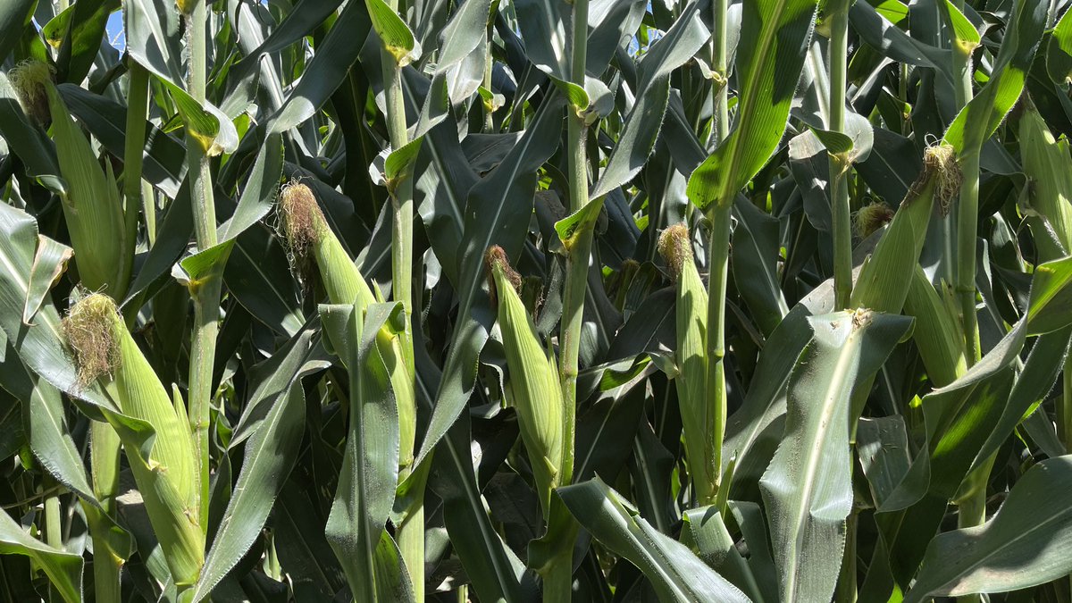 nalolugo's tweet photo. MAÍZ CON GOTEO EN LOTE SALINO🌽

Estas fotos son de aquel lote salino que mostré hace unas semanas, y tiene pinta para rebasar POR MUCHO los 12,000 kg/ha del año pasado

Me sorprende el grosor de los tallos a pesar de la densidad (106,000 s/ha)

📍Culiacán, Sinaloa https://t.co/Rf4tVacWOA