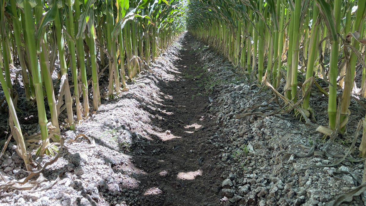 nalolugo's tweet photo. MAÍZ CON GOTEO EN LOTE SALINO🌽

Estas fotos son de aquel lote salino que mostré hace unas semanas, y tiene pinta para rebasar POR MUCHO los 12,000 kg/ha del año pasado

Me sorprende el grosor de los tallos a pesar de la densidad (106,000 s/ha)

📍Culiacán, Sinaloa https://t.co/Rf4tVacWOA