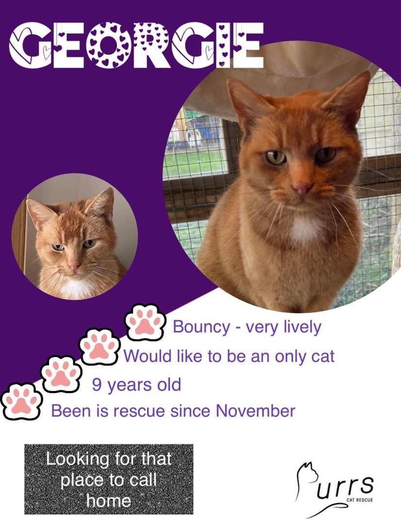Been in rescue far too long 🥲 handsome friendly ginger ninja 🥰🐈😍 @catchatcharity @UKRescueCats @CatRescueTweets