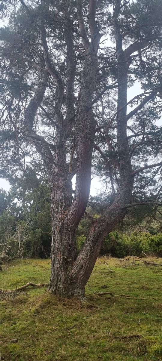 DaveHodgson00's tweet photo. Day 6 of the #ExeterRewilding field trip and we visit @EstatesSeafield Strathspey to discuss deer management, forest restoration, predators, capercaillie, rural livelihoods. Incredible learning moments in a stunning landscape @UniExeCEC @StuBearhop @daveinnature @McIntosh_Aimee https://t.co/JmEIiLFJMw