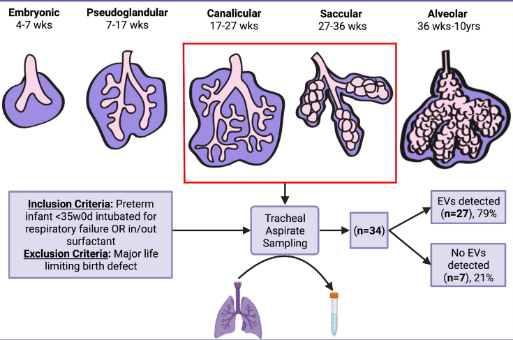 AJP-Lung Cellular and Molecular Physiology (@ajplung) on Twitter photo From our March Issues comes the #RapidReport Developmental trajectory of extracellular vesicle characteristics from the lungs of preterm infants:
ow.ly/ZinA50NrqnV
Thanks to the team of NICU Fellow <a href="/megsransom/">Meaghan Ransom</a> and colleagues at <a href="/VUmedicine/">Vanderbilt School of Medicine</a> <a href="/LabPua/">Pua Lab</a> @vumcpeds From our March Issues comes the #RapidReport Developmental trajectory of extracellular vesicle characteristics from the lungs of preterm infants:
ow.ly/ZinA50NrqnV
Thanks to the team of NICU Fellow <a href="/megsransom/">Meaghan Ransom</a> and colleagues at <a href="/VUmedicine/">Vanderbilt School of Medicine</a> <a href="/LabPua/">Pua Lab</a> @vumcpeds