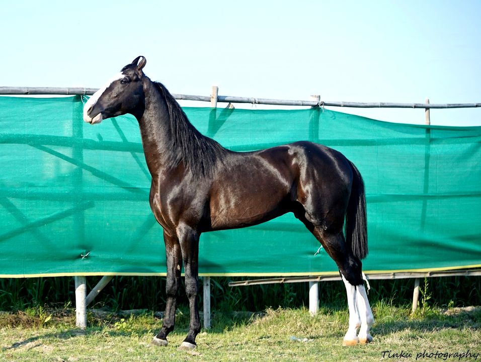 dir_dhillon's tweet photo. AGE--- 37 MONTH
Height 65 Inch
Sire By S-  " ❤️ Stallion Dilshan  🔥
⭐️Sire by Late Legendary Alishaan (rohetgarh)⭐️
#STALLIONDRONA  #marwarishow #Justin
#dhillonstudfarm #studfatm #marwari #marwarihorse #marwaristallion #Kalakanta #marwaricolt #ਸ਼ੌਂਕੀਸਰਦਾਰ #ShonkiSardar #marwa https://t.co/AcQQHDt1Bh