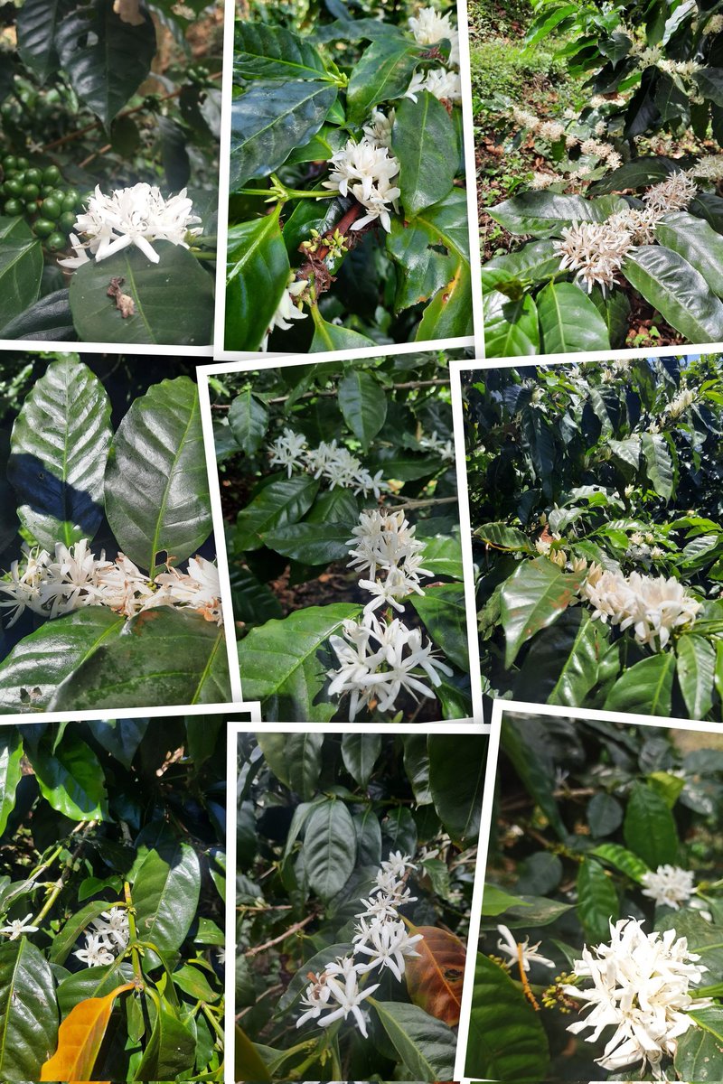 aguasarca3's tweet photo. Verano de intenso blanco pero se olor a jazmín q desprenden ma flor de café. https://t.co/pBAby9zhV5