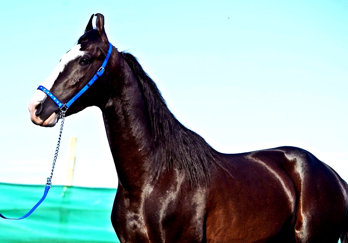 dir_dhillon's tweet photo. AGE--- 37 MONTH
Height 65 Inch
Sire By S-  " ❤️ Stallion Dilshan  🔥
⭐️Sire by Late Legendary Alishaan (rohetgarh)⭐️
#STALLIONDRONA  #marwarishow #Justin
#dhillonstudfarm #studfatm #marwari #marwarihorse #marwaristallion #Kalakanta #marwaricolt #ਸ਼ੌਂਕੀਸਰਦਾਰ #ShonkiSardar #marwa https://t.co/AcQQHDt1Bh