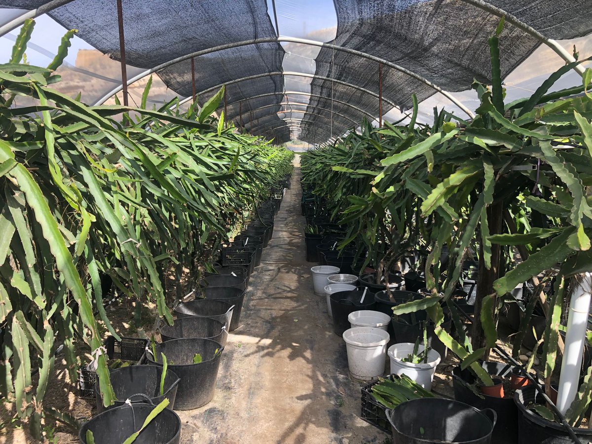 raices_upajoven's tweet photo. 📢 ¡Comienza una semana ➕ el #ProgramaCULTIVA!
🥑 Sergio, nuestro joven #agricultor, se ha desplazado a Málaga. Allí, ya ha conocido la #Biofinca Axarquía donde pasará su estancia #CULTIVA22, y ha visitado la Cooperativa #Pitaya España y la EDAR de Vélez-Málaga.
#CultivaConUPA https://t.co/mDrAdGWCOQ