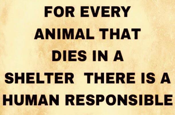 #AdoptDontShop🐾🐾
#FostersSaveLives
#RescuesSaveLives
#Spay&NeuterYourPets
#BanPuppyMills
#BanBackyardBreeding
#AnimalShelterReform
#NoKillEquation🐾🐾